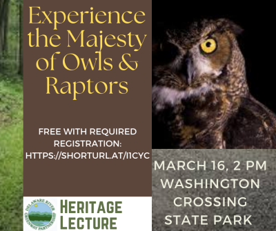 Experience the Majesty of Owls and Raptors